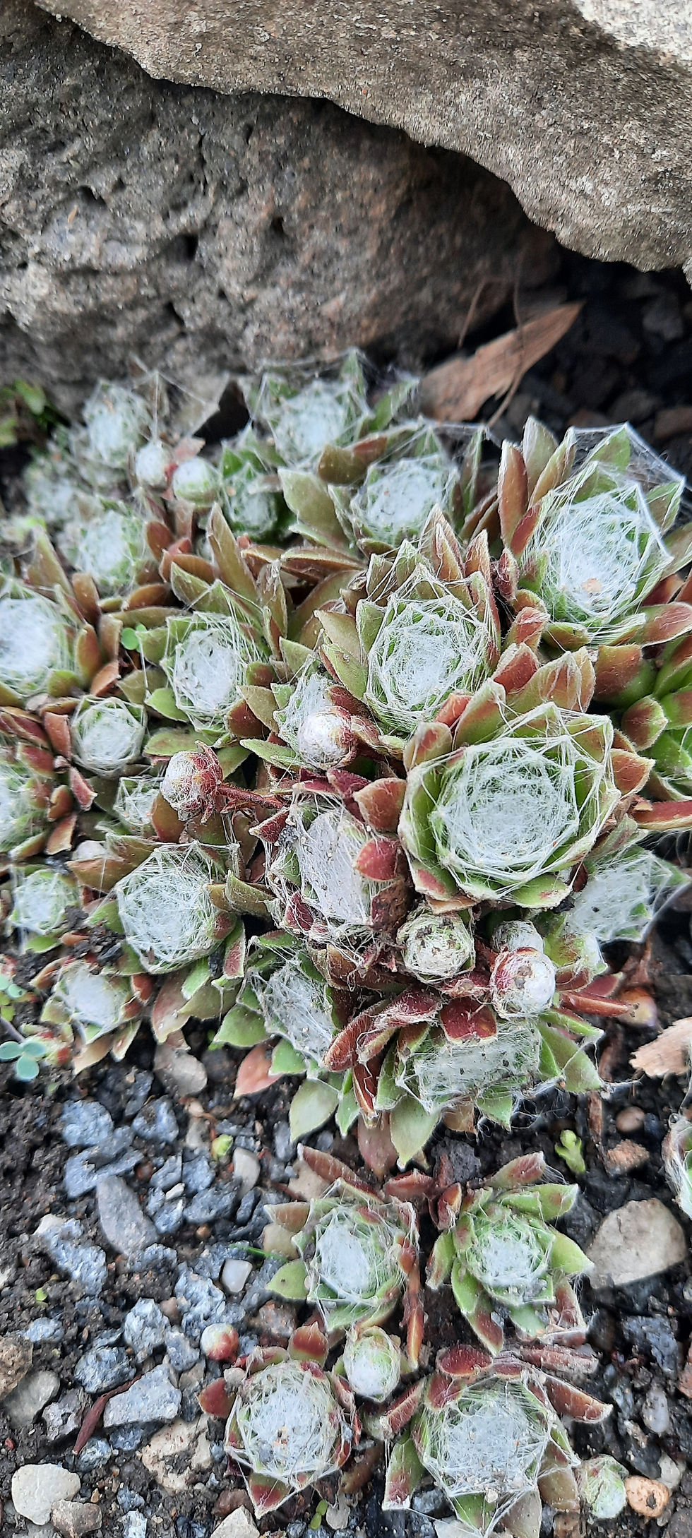 Thumbnail: Sempervivum x hybridum ’Rothaut’/ mägisibul ´Rothaut ´