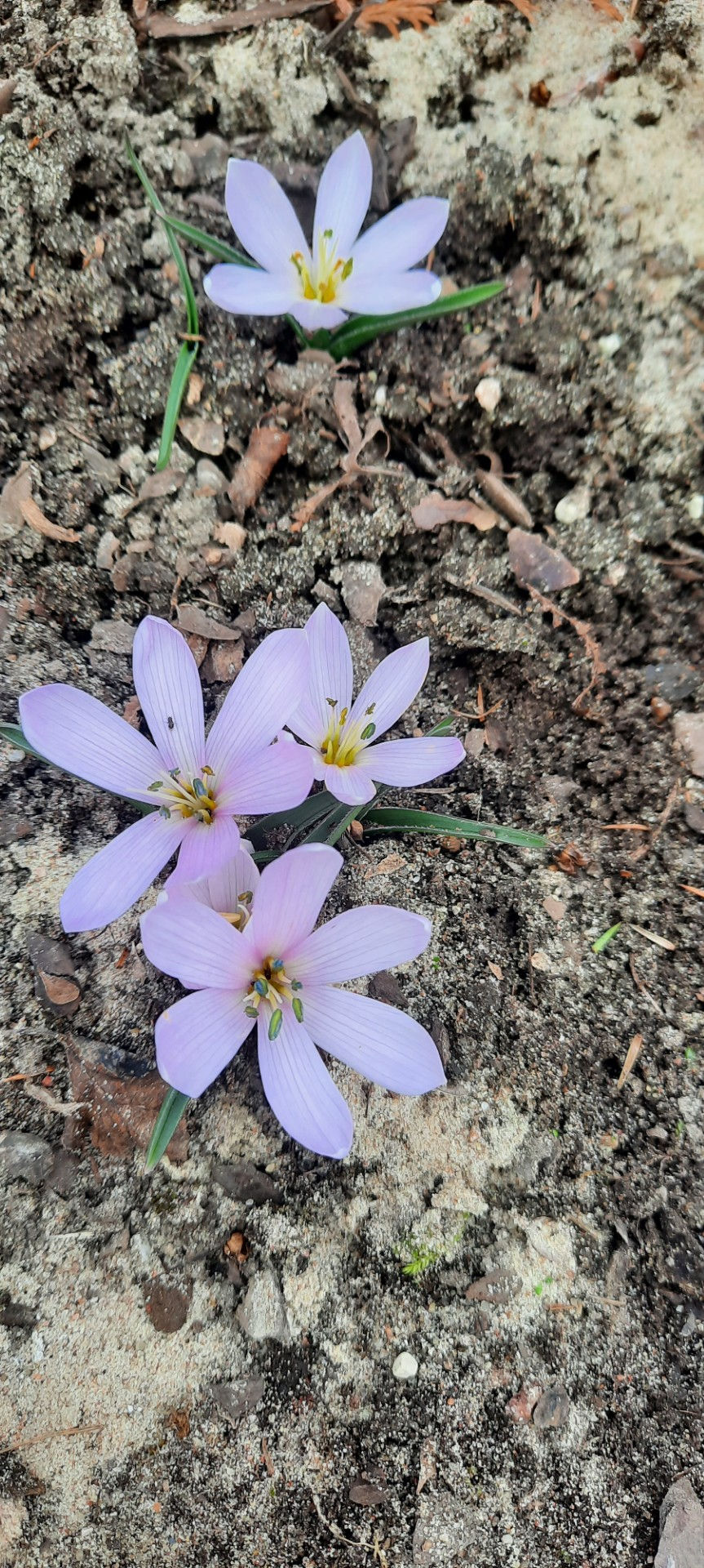Thumbnail: Colchicum hungaricum ’Valentine’ / Ungari sügislill ´Valentine ´