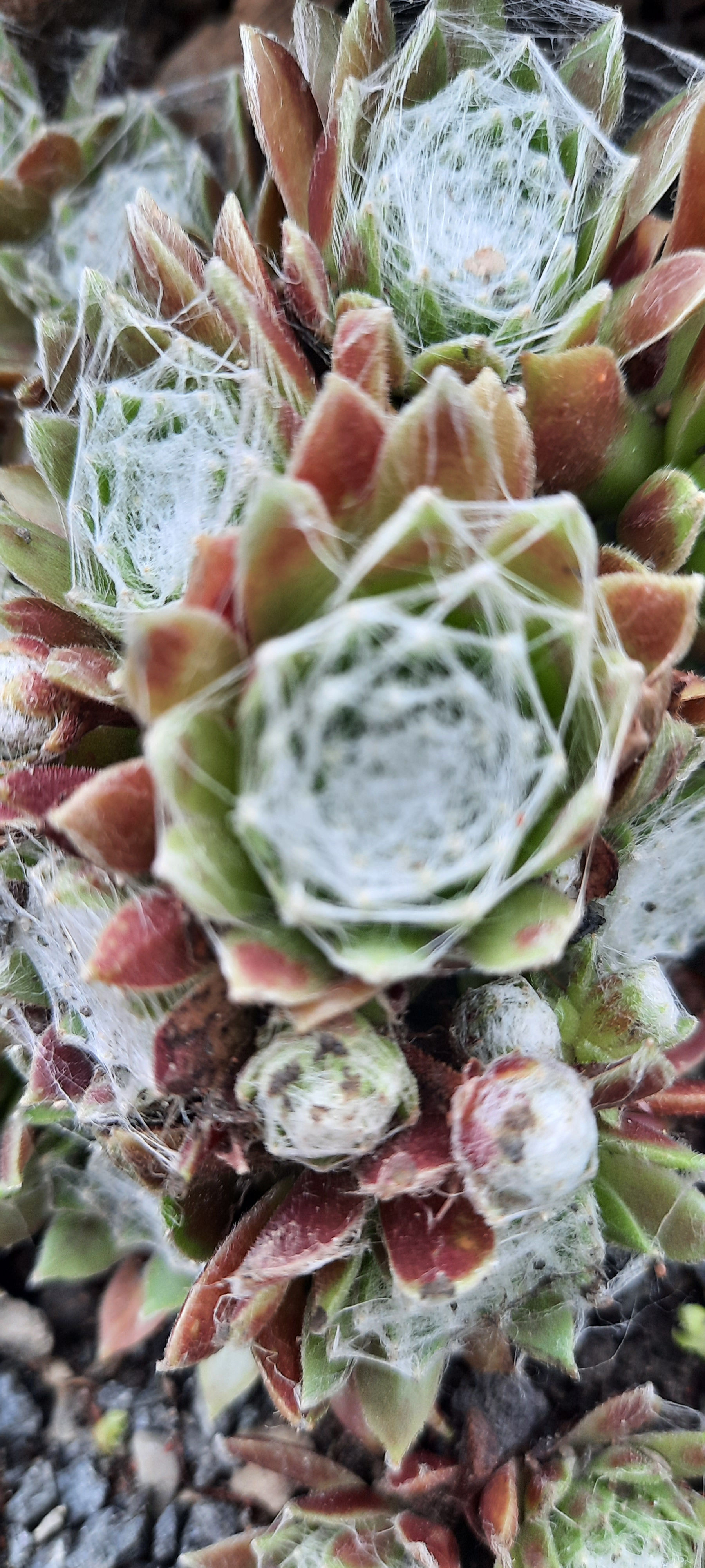 Sempervivum x hybridum ’Rothaut’/ mägisibul ´Rothaut ´