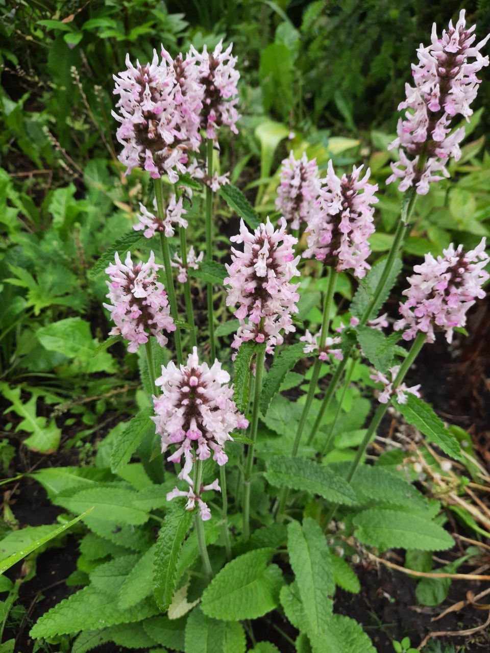 Stachys officinalis ’Pink Cotton Candy’/ Nõianõges ´Pink Cotton Candy ´