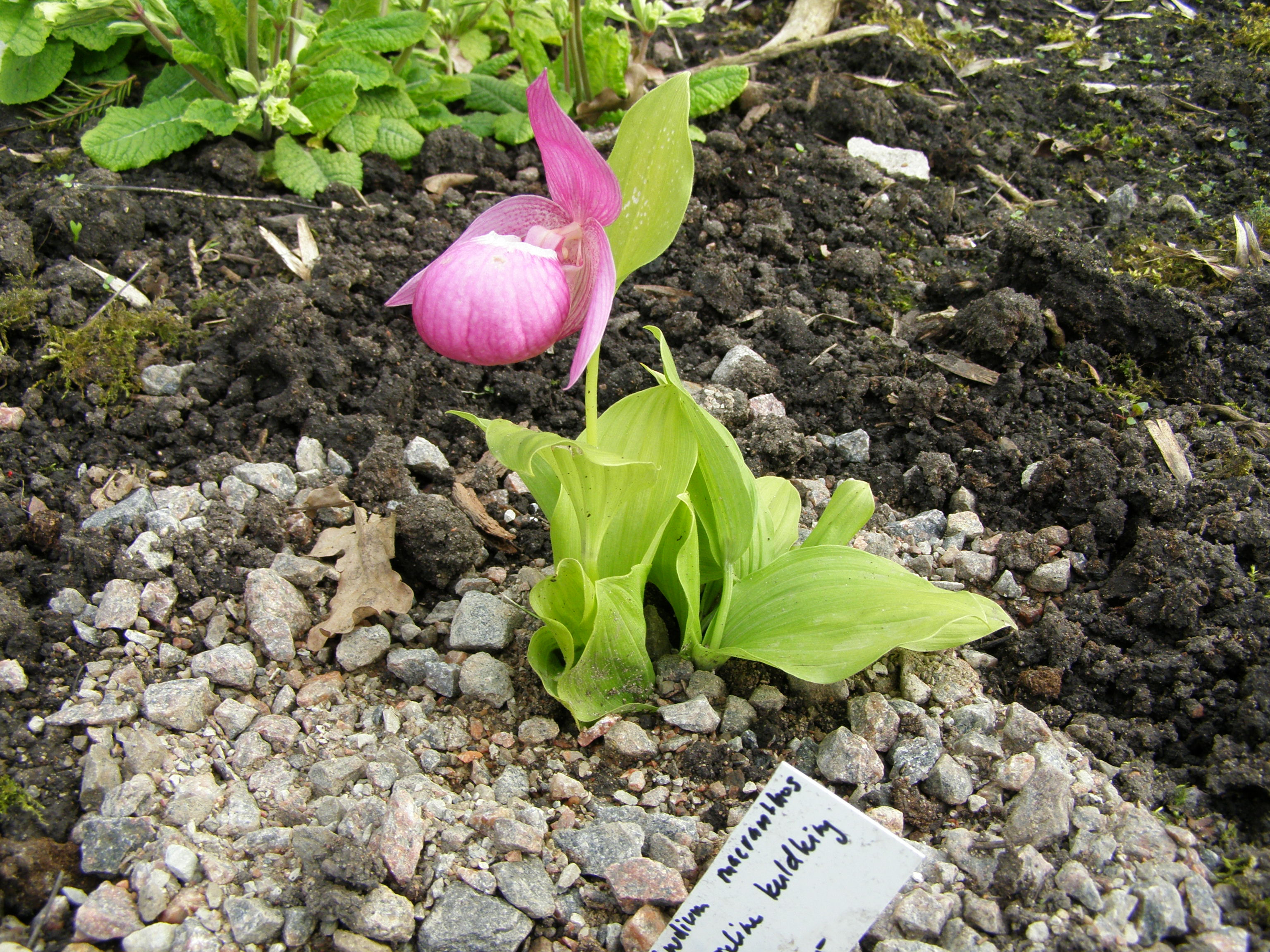 Cypripedium macranthos / suureõieline kuldking