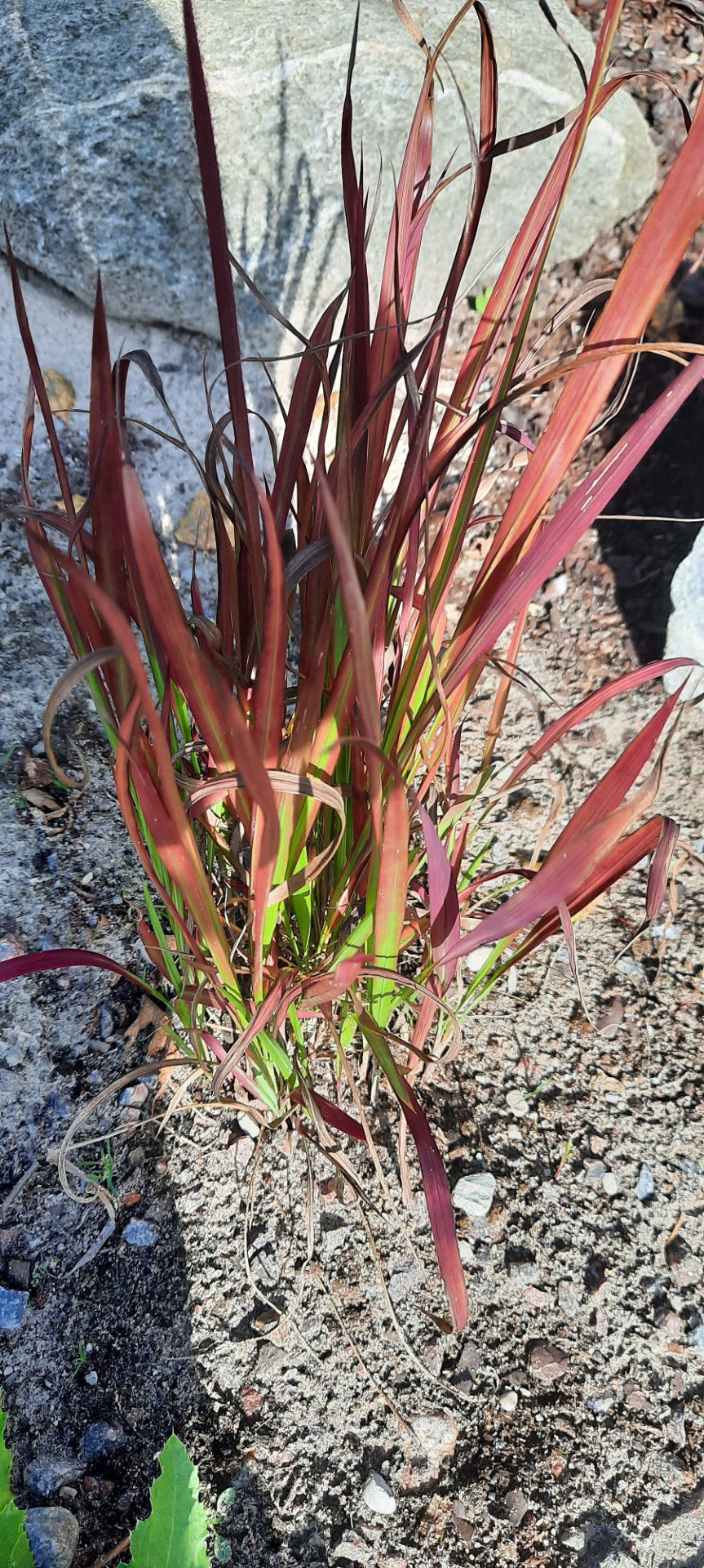 Thumbnail: Imperata cylindrica ´Red Baron ´/harilik alang ´Red Baron ´