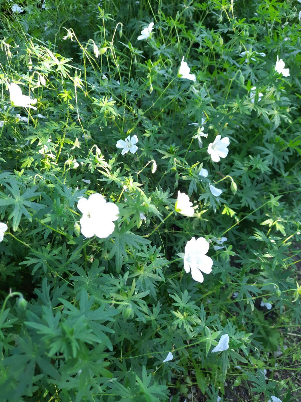 Geranium  sanguineum ´Alba ´ / Verev kurereha ´Alba ´