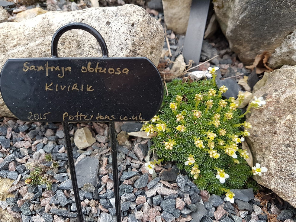 Saxifraga obtusa/ kiviriku liik