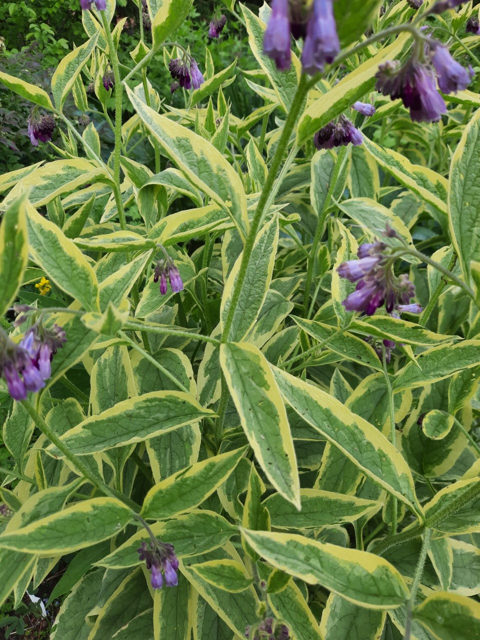 Symphytum x uplandicum ´Axminster´s Gold ´/ rootsi varemerohi