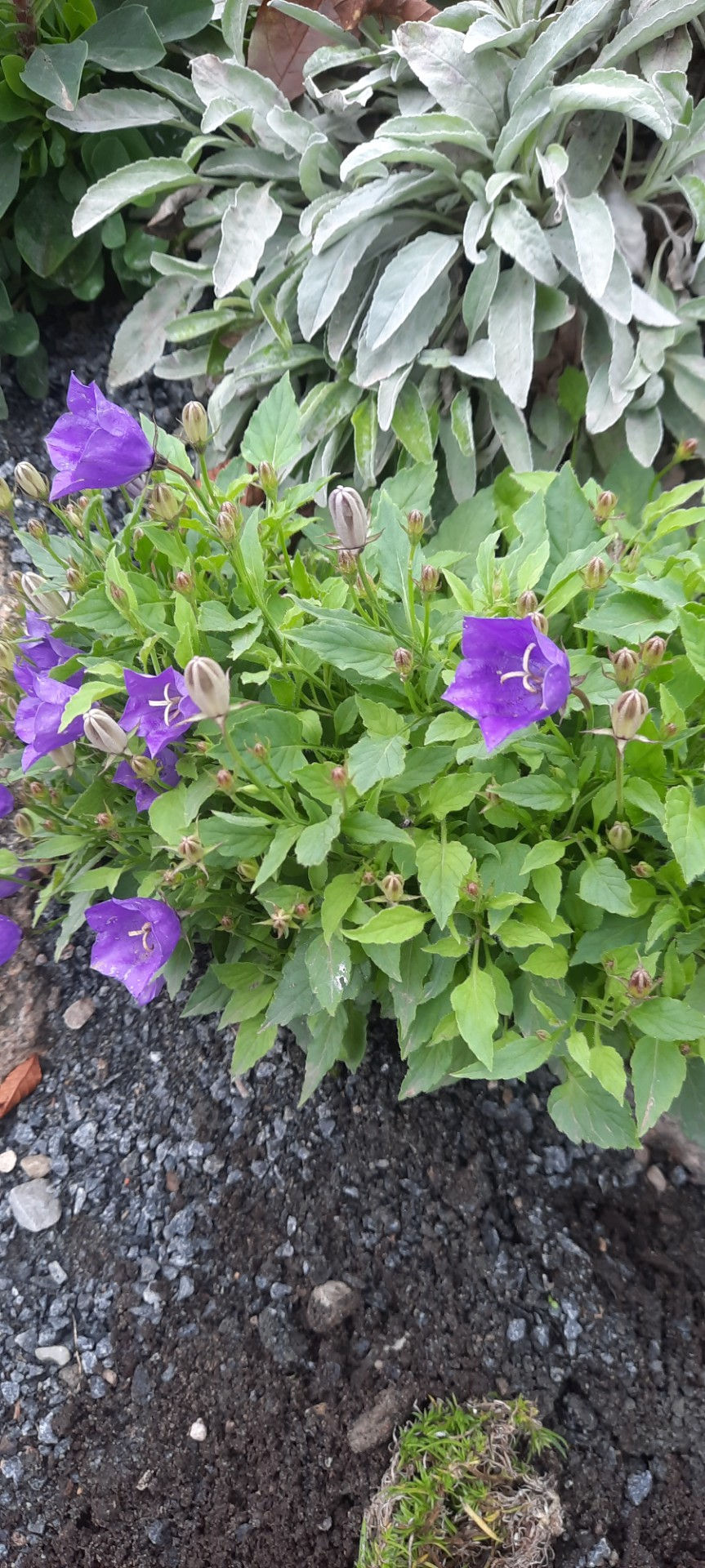 Pikkukuva: Campanula ×pseudoraineri /õiekas kellukas