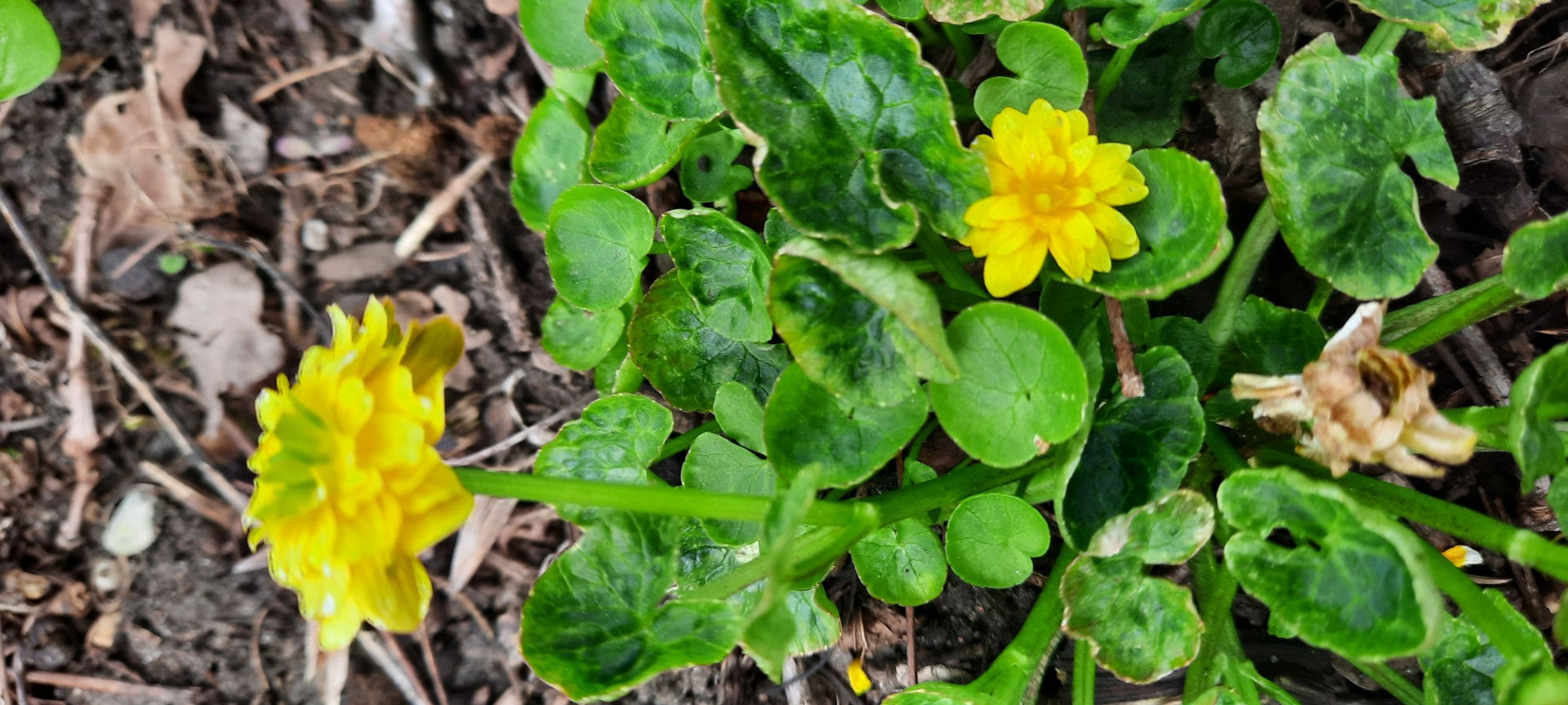 Ranunculus ficaria ’Damerham´/  kanakoole ´Damerham ´