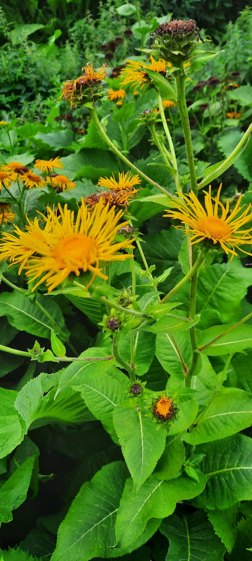 Inula magnifica / hunnitu vaak
