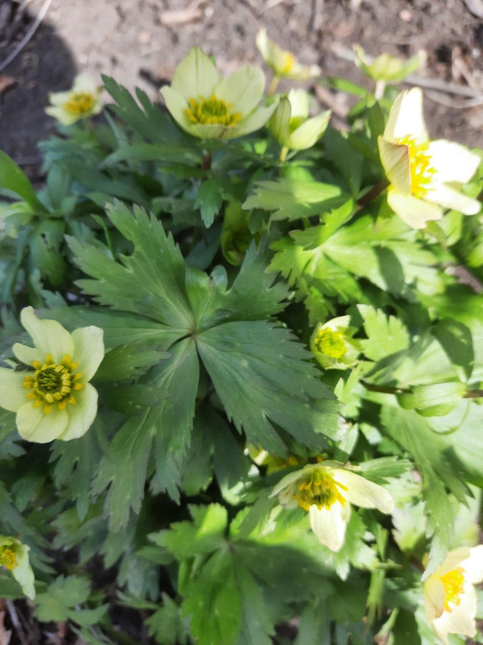 Trollius laxus /ameerika kullerkupp
