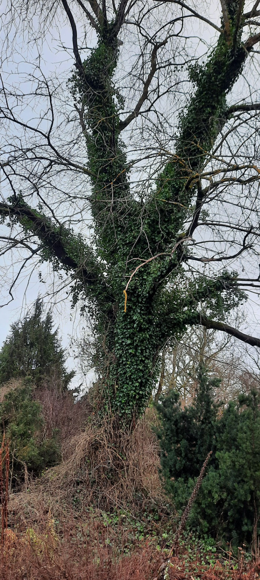 Pikkukuva: Hedera helix /harilik luuderohi (eefeu)