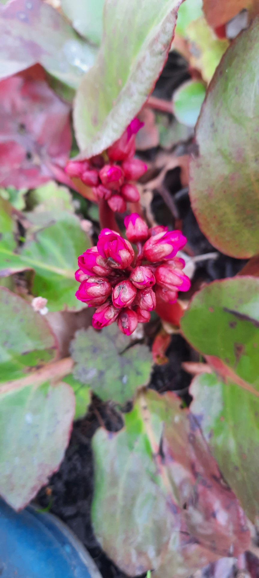 Thumbnail: Bergenia cordifolia ´ Eroica ´ / südajalehine bergeenia ´Eroica ´