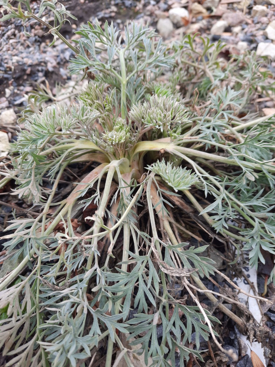 Seseli gummiferum /Põdrajuur