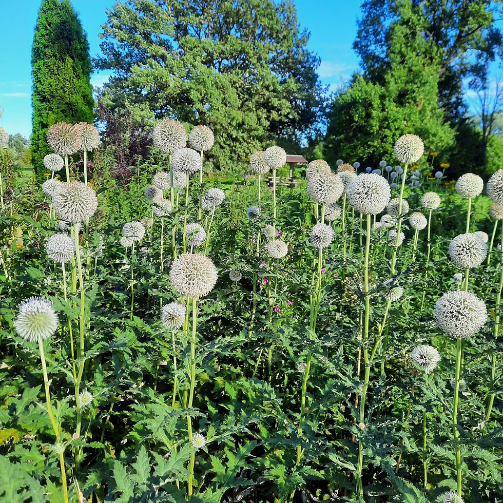 Echinops sphaerocephalus /valkjas mesiohakas