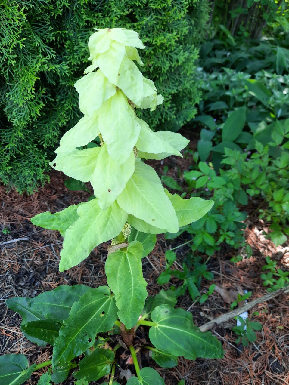 Rheum alexandrae / Aleksandra rabarber