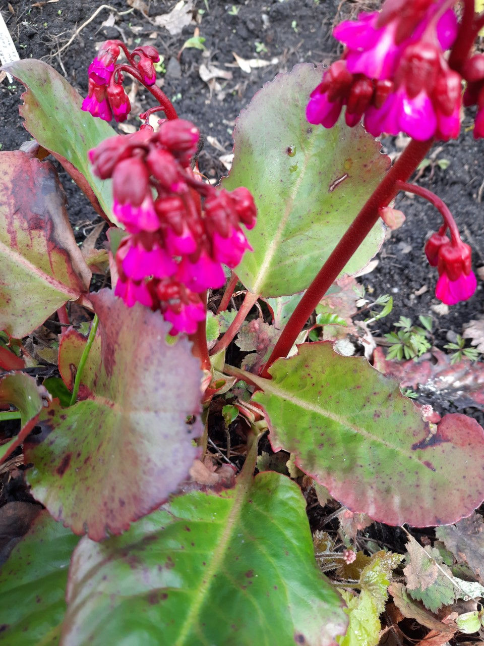 Bergenia cordifolia ´ Eroica ´ / südajalehine bergeenia ´Eroica ´