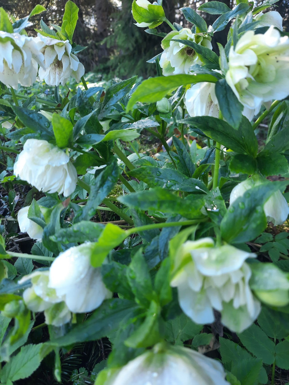 Helleborus orientalis ´Double Green Spotted ´/ kaukaasia lumeroos ´Double Green