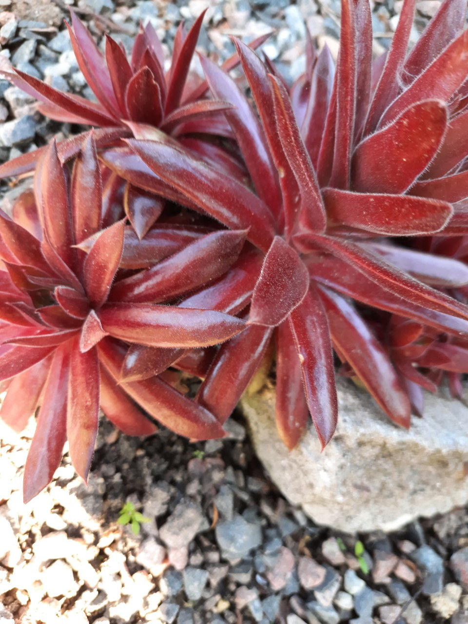 Thumbnail: Sempervivum ´Killer ´ / mägisibul ´Killer ´
