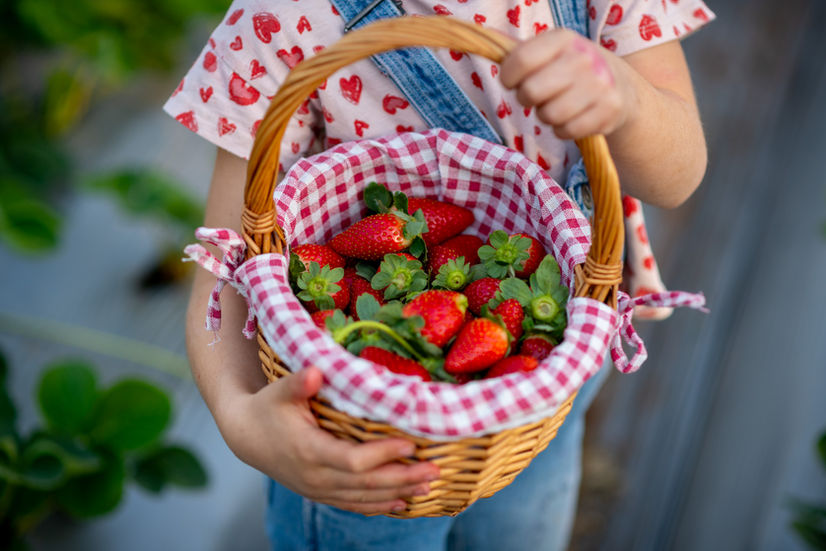 צילומי תדמית תות בקיבוץ חווה חקלאית