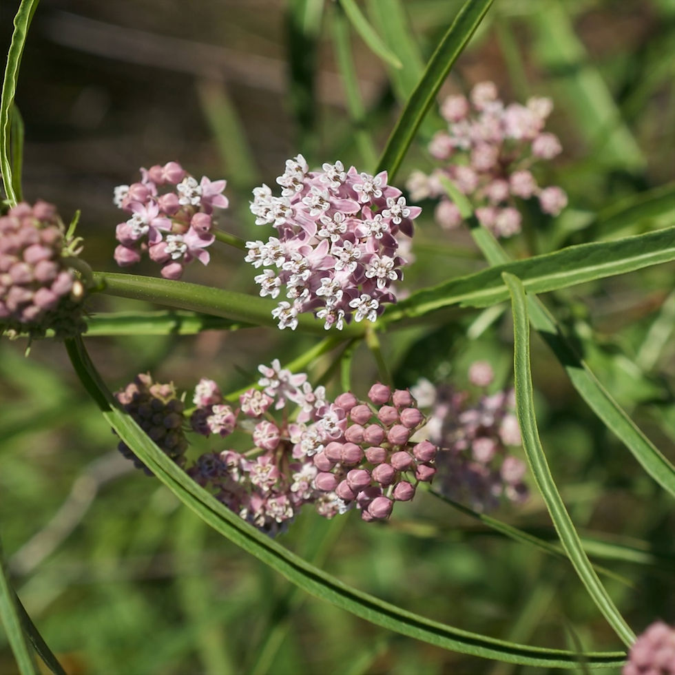 Asclepias fascicularis - Narrow Leaf Milkweed