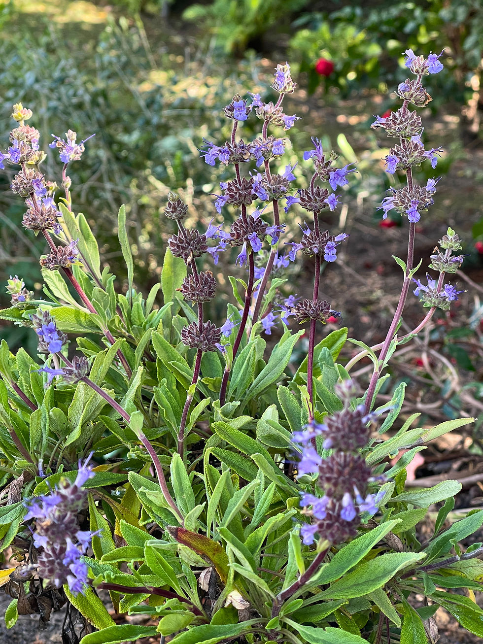 Salvia 'Dara's Choice'