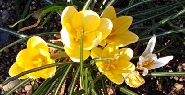 Yellow spring crocuses emerging in sunlight among green leaves, created for the AOS Perspectives Blog post "It’s Spring – With Fire: Healing the Exhaustion of Caring".