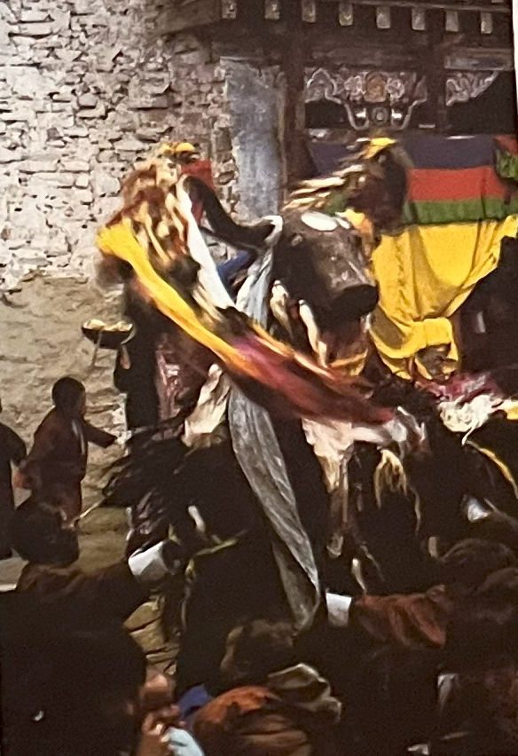 The rare yak dance