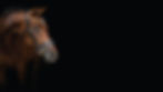 Horse_BG.jpg