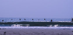 Pelicans surfing_R
