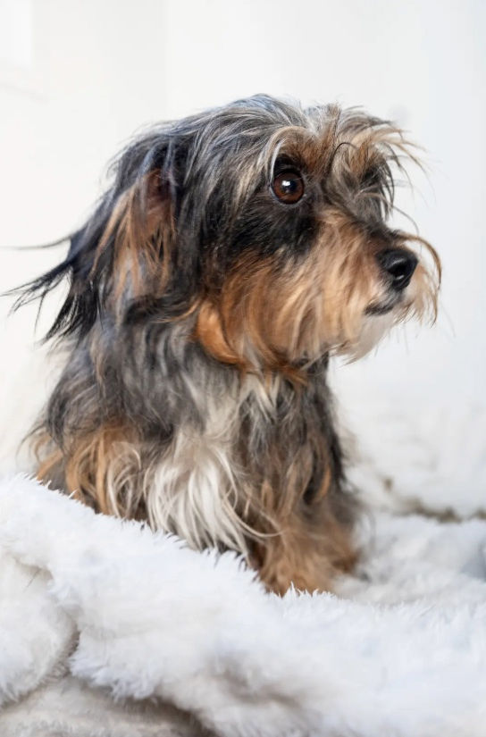 Sold Moodle X - Rainbow and Rambo's pups as they grow up