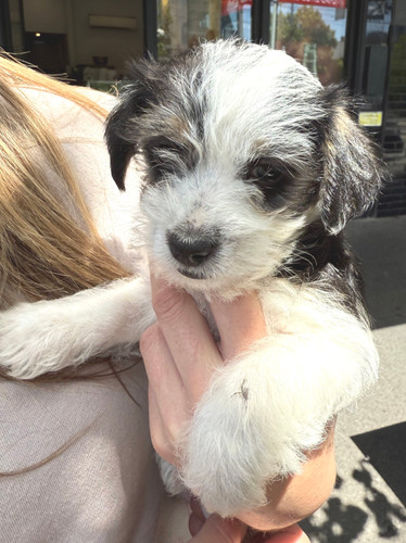 Jack Tzu Haircuts Jack Russell Shih Tzu 5+ Hundred Jack Tzu