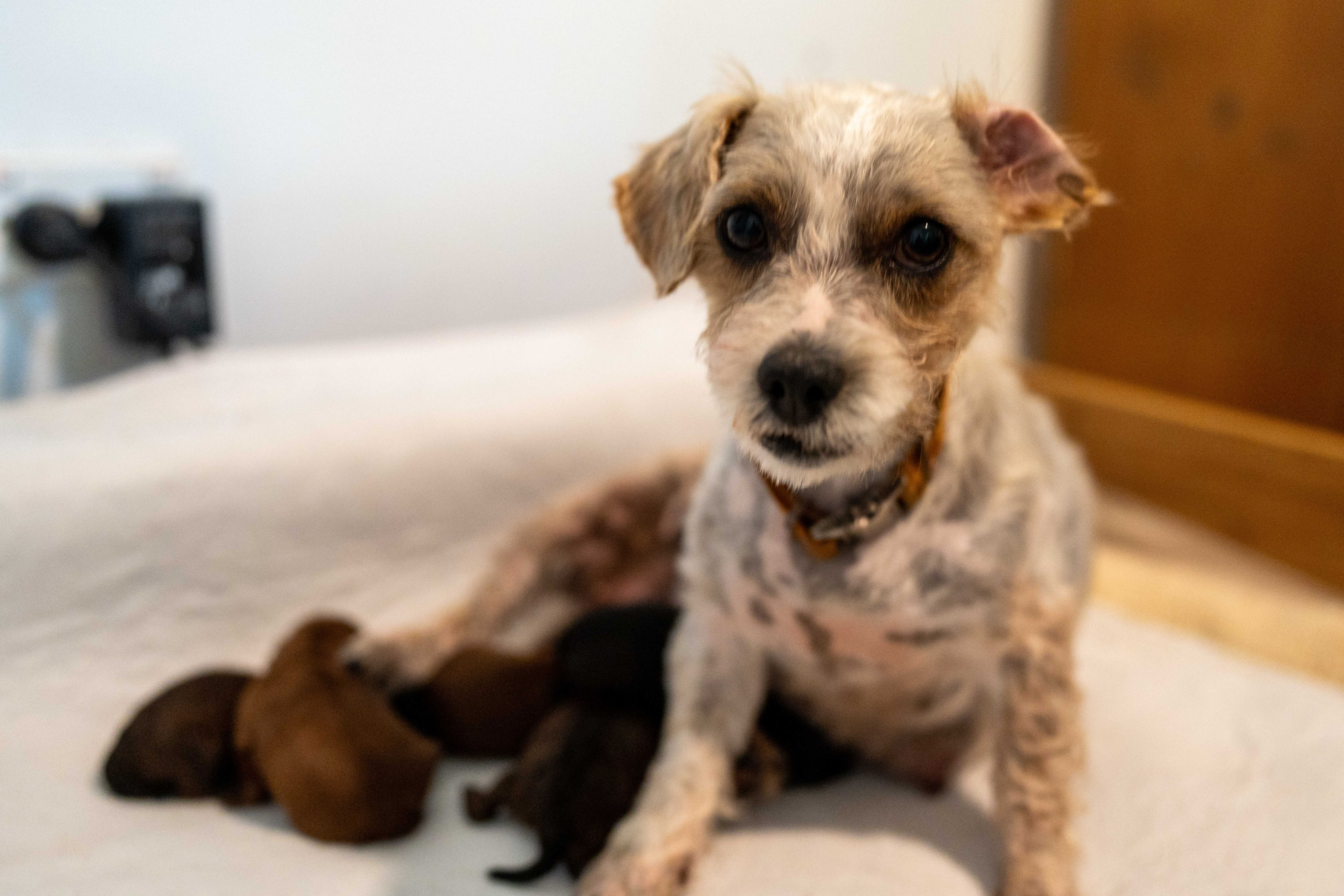 NEWBORN Litter Moodle X JackaPoo - photos include last litter