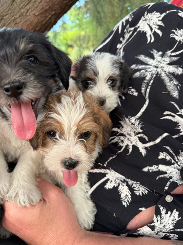 Shih Tzu Jack Russell Poodle Puppies Shih Tzu Jack Russell Mix