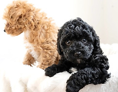 Two of our cute moodle puppies