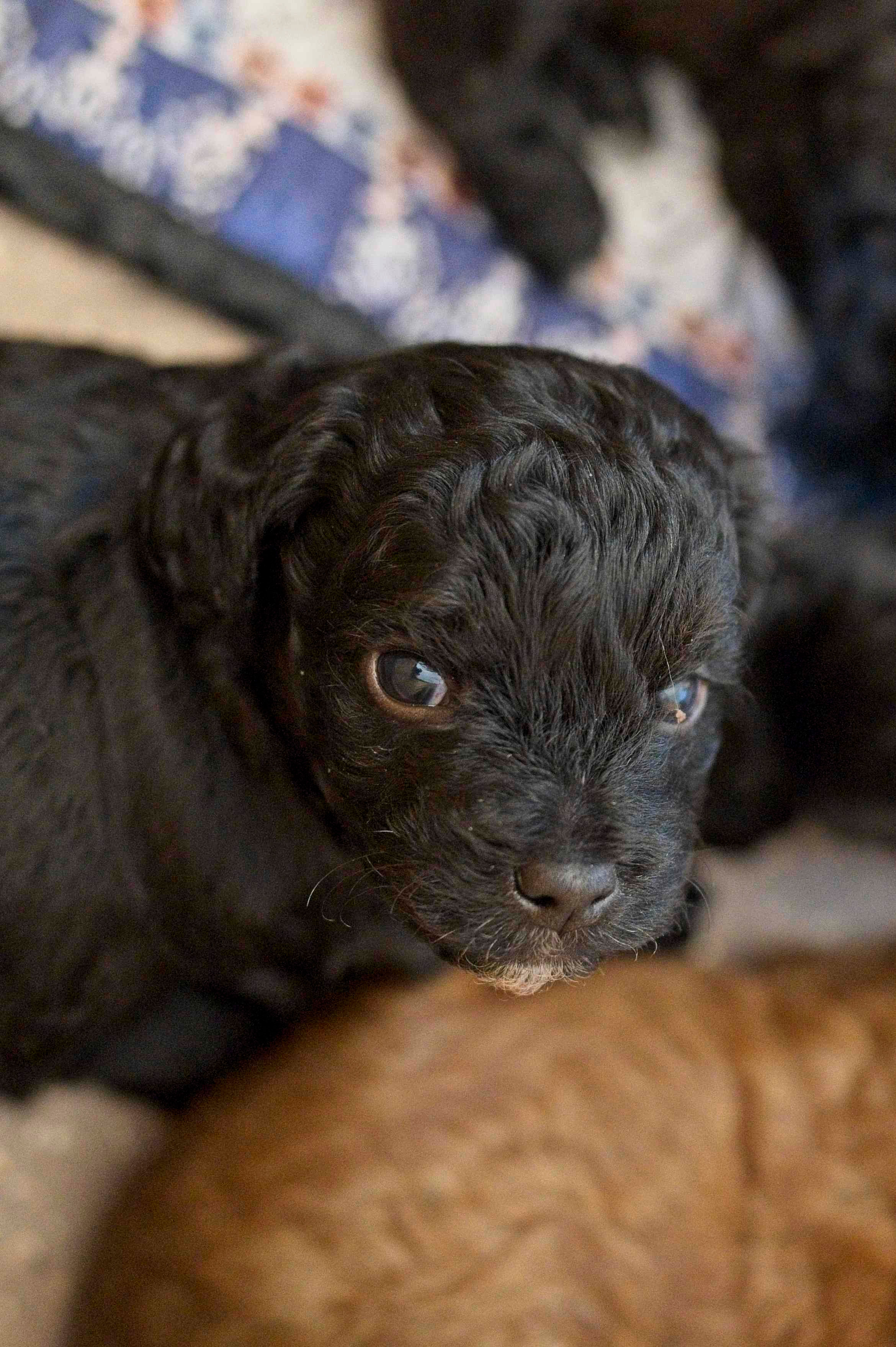 NEWBORN Litter Moodle X JackaPoo - photos of their last liter