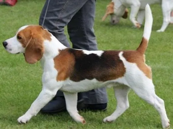northern and midland counties beagle club