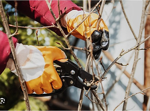 pruning_February_1.jpg