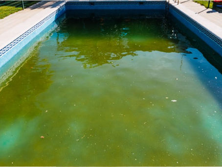 Air Kolam mendadak Hijau, Penuh Lumut ( Algae Bloom ). Bagaimana mengatasinya ?