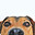 www.poopsandstripes.com favicon