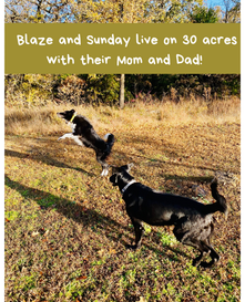 Hi Reader, I am Sunday! (3).png