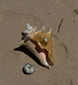 one seashell in sand