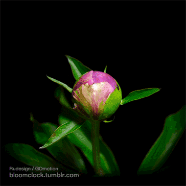 Flower Animation.gif