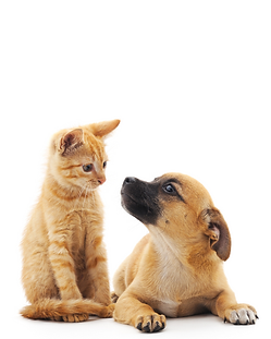 Black and White Illustrative Pet Shop Logo (23.3 x 13.18 cm) (1080 x 1350 px).zip - 2.png
