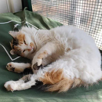 Kitty.jpg