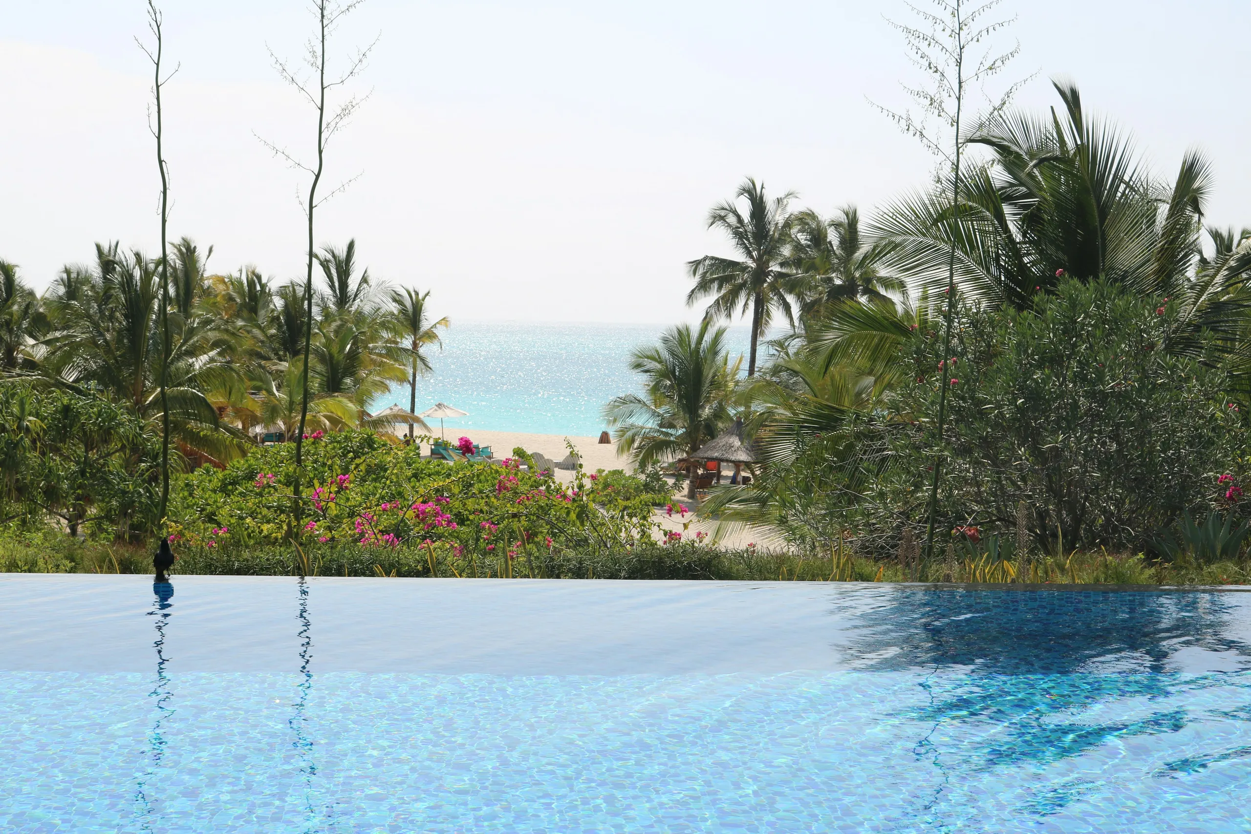 Infinity pool among palms above the sea
