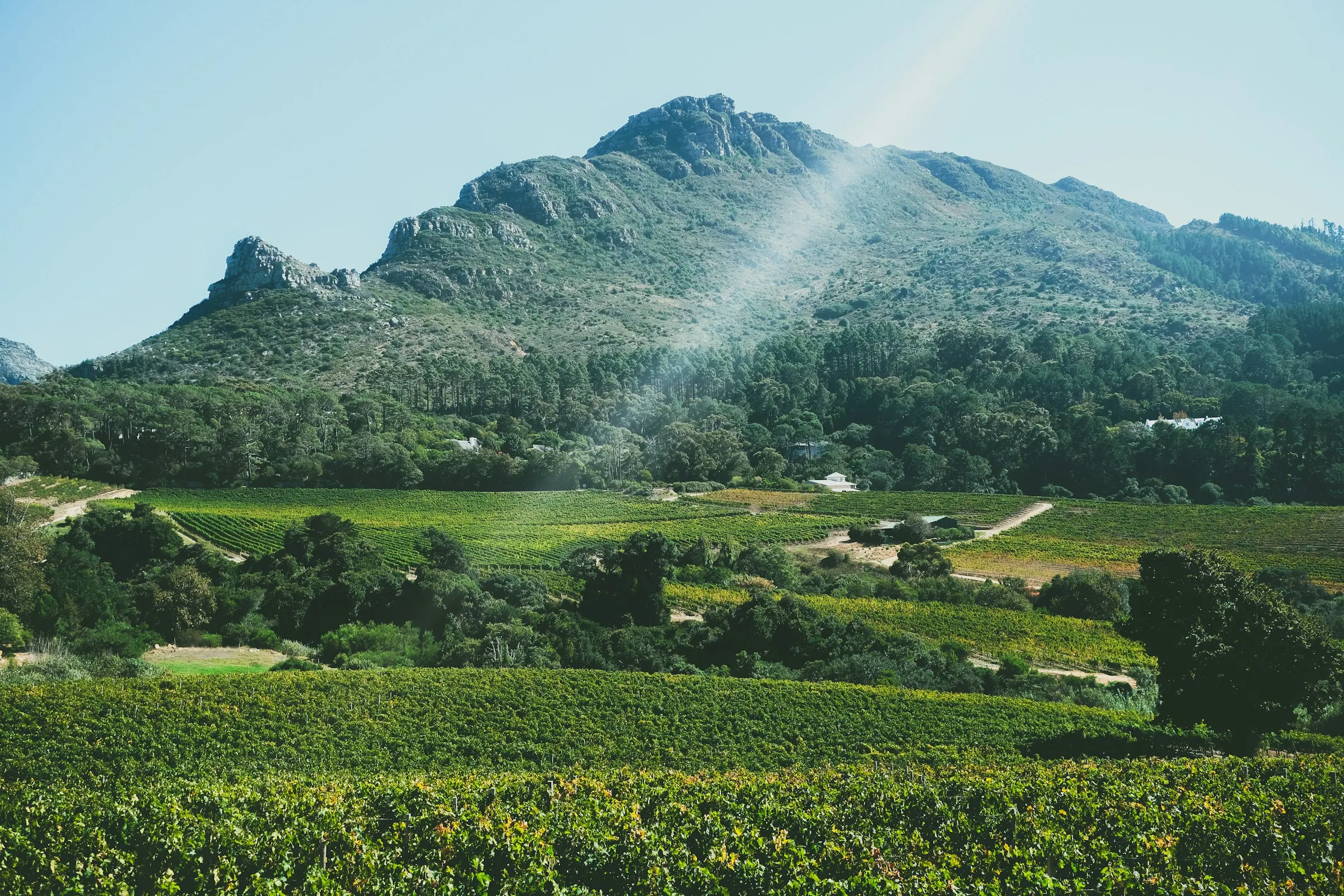 Green vineyard valley beneath a mountain