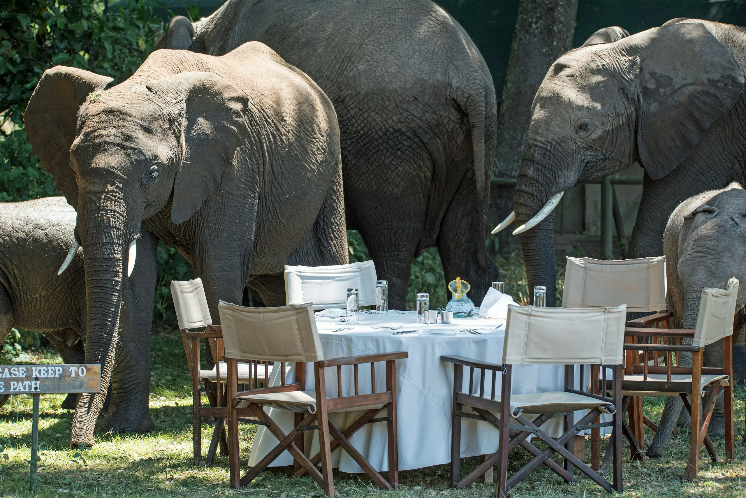 Outdoor dining table set beside grazing elephants