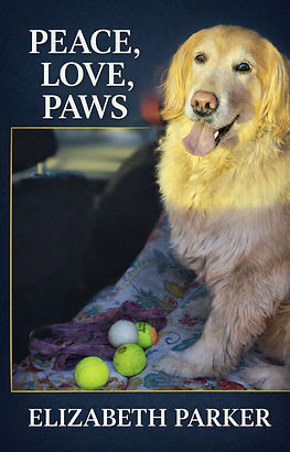 a beautiful golden retriever sitting in the car surrounded by tennis balls.