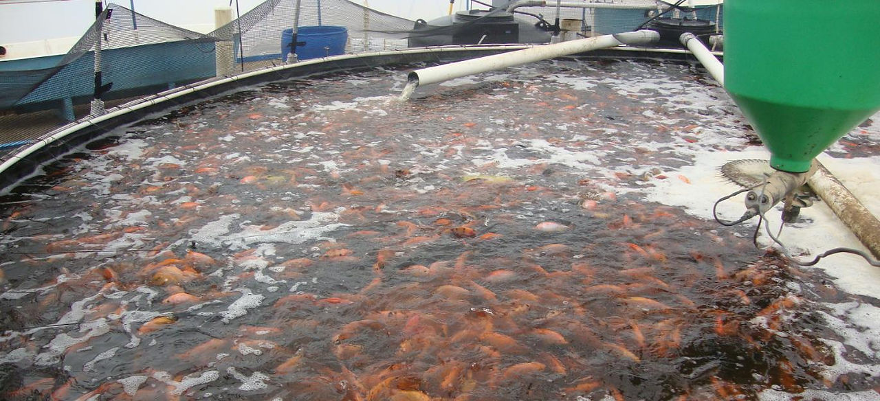 Producción Tilapia