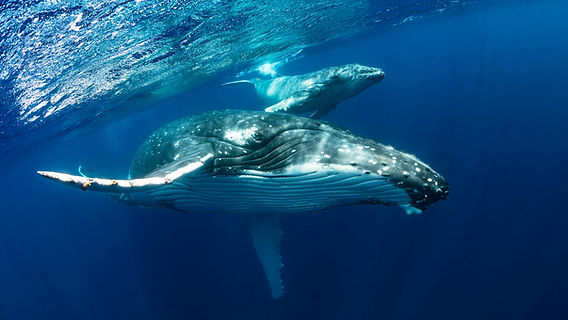 ライセンス(Cカード)を取得して、クジラと一緒に泳ごう! ライセンス(Cカード)を取得して、クジラと一緒に泳ごう!