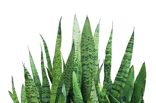 AdobeStock_228060541.jpeg